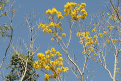 Roseodendron donnell-smithii
